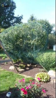 Customized Bird Proof Net Green Reusable Bird Netting Anti UV For Garden Protection