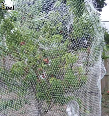 Corrosion Resistant HDPE Bird Netting Transparent Agricultural Mesh Netting 10m Wide