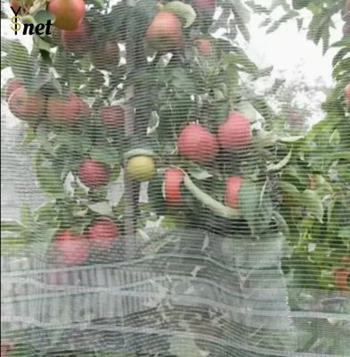 Anti Hail Nets for Apple Tree Agriculture Anti Hail Net Anti-hail Net With Pillars