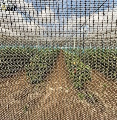 White Anti Hail Net Customized Garden Windbreak Netting 30gsm - 90gsm